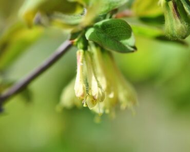 Invasive Autumn Olive Identification And Elimination