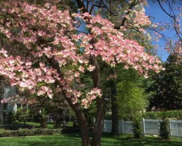 Is the flowering dogwood a good tree?