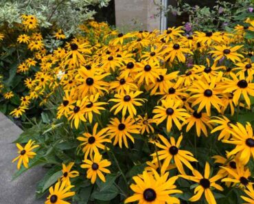 Learn to Grow and Care for Black Eyed Susan Flowers (Rudbeckia hirta)