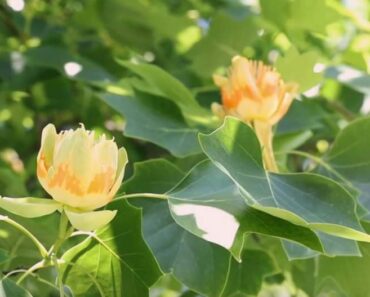 Tulip Trees, An Overview and Care Guide