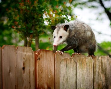What Do Opossums Eat In The Garden?