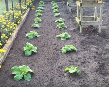 What Should Not Be Planted Near Cabbage?