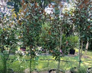 Where’s the best place to plant a southern magnolia tree?