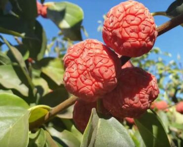 10 Fruit Trees That Are Drought Tolerant