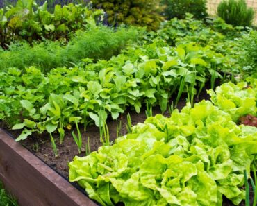 Benefits Of Planting In Fall Vs. Spring Vegetable Plots