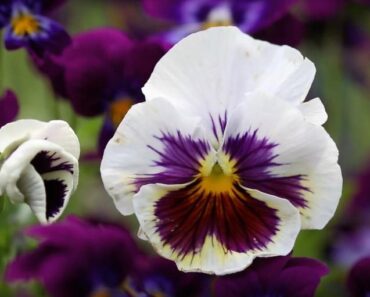 Do pansies come back every year?