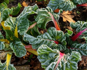 Frost Tolerance Of Vegetables From Least To Most Hardy