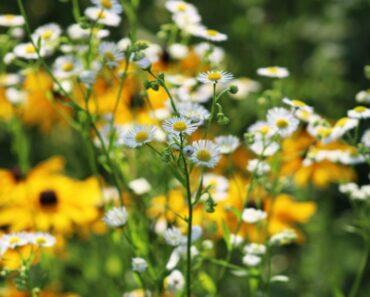 Gardening with Native Plants in The Upper Midwest