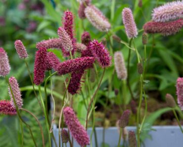 How to grow and care for sanguisorba