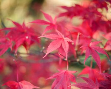 How to plant an acer in a pot