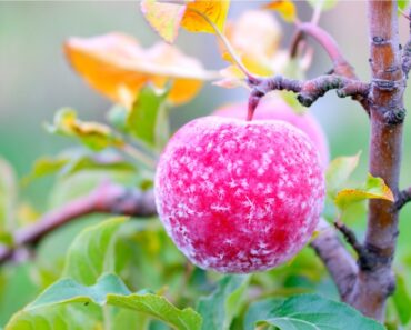 How To Protect Fruit Trees From Frost And Freeze