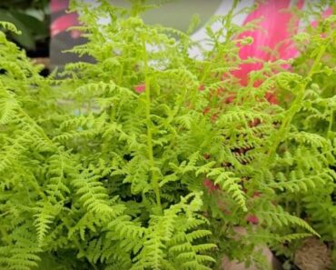 Is hay scented fern evergreen?