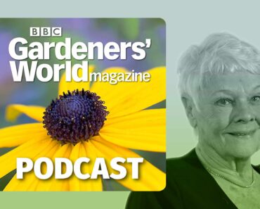 My passion for trees – with Dame Judi Dench