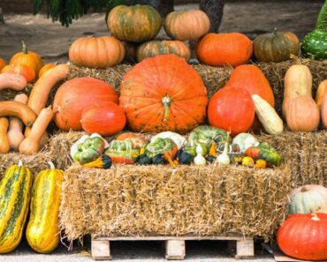 The Differences Among Pumpkin and Squash and Gourds