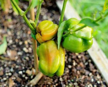 15 Tips for Growing Peppers Faster