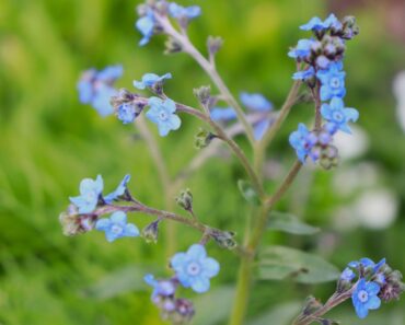 Chinese Forget-Me-Not Care And Characteristics