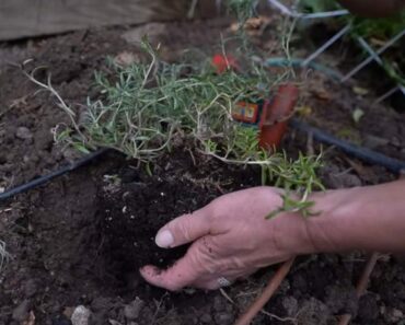 Herbs that Grow Well with Rosemary