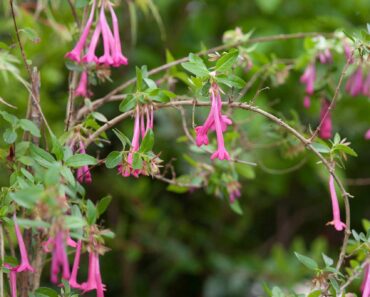 How to plant and care for abelia