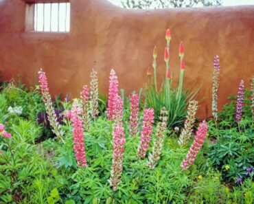 Landscaping With Native Plants Of The Southwest