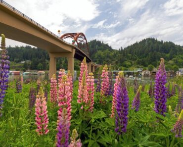 Pacific Northwest Plants Any Northwest Gardener Can Grow