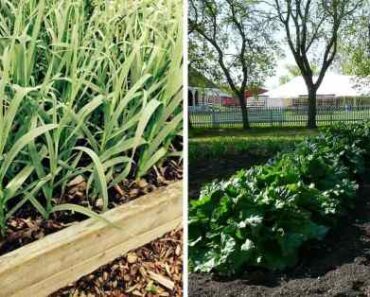Raised Bed Gardens vs. Traditional In-Ground Gardens – How to Decide
