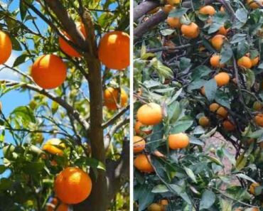 Tangerines vs. Oranges, Explained