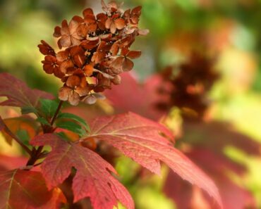 Tips For Pruning Oakleaf Hydrangea Bushes