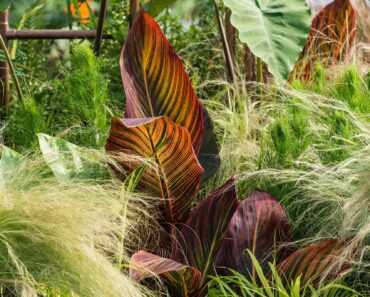 10 best architectural plants for your garden