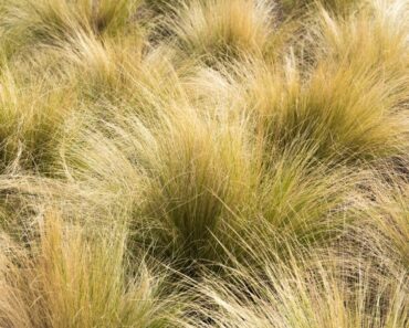 Best Ornamental Grasses For Texas And The South