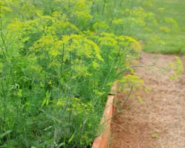 Can you grow dill from cuttings?