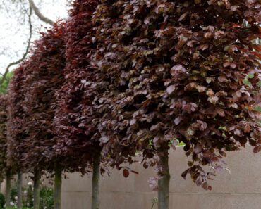 Complete guide to pleached trees