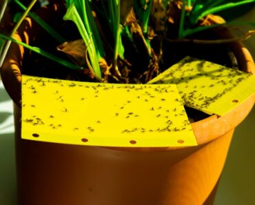 DIY Fungus Gnat Trap To Keep Pests Off Houseplants