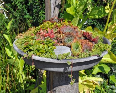 DIY Succulent Planter In A Birdbath