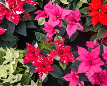 Festive Poinsettia Colors To Try This Christmas