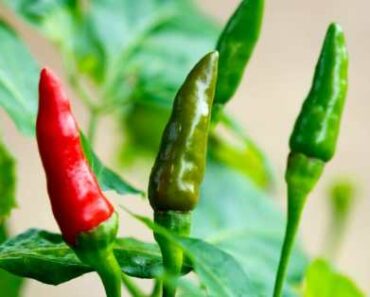 How to Grow Tabasco Peppers (Capsicum Frutescens)