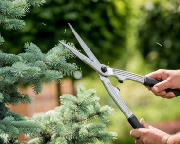 How To Prune A Christmas Tree Into The Perfect Shape