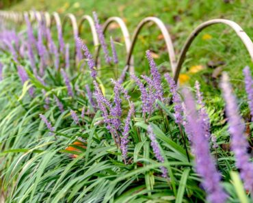 Lawn Alternatives Ohio Valley Gardeners Should Try