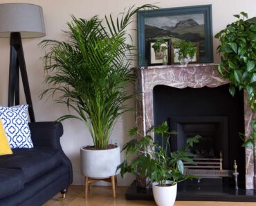 Our favourite house plants