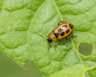 Upper Midwest Insects And Pests In The Home Garden