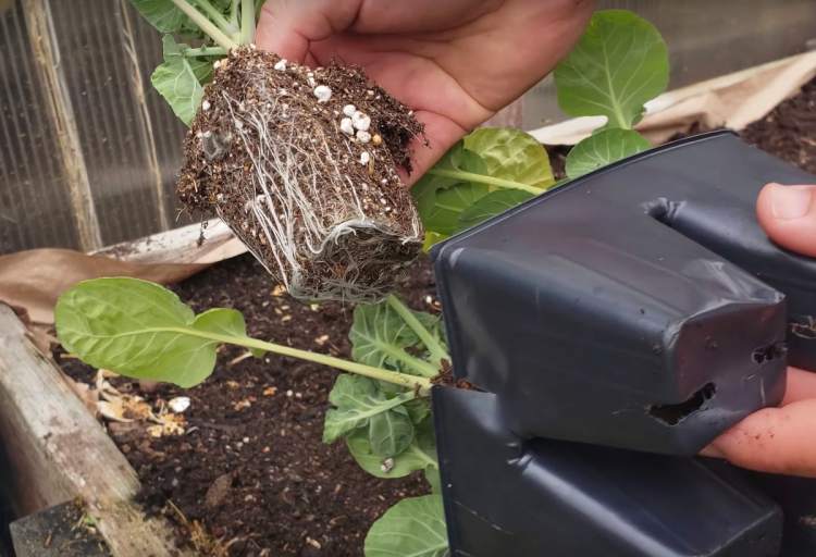 What is a growing medium for plants? – Learnorganicgardening.com