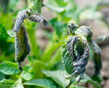 What To Do About Frost Damage On Potatoes