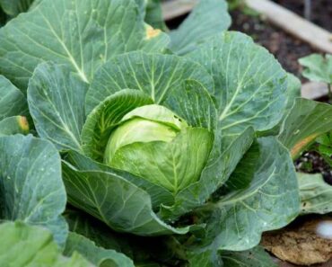 What’s the best fertilizer for cabbage?