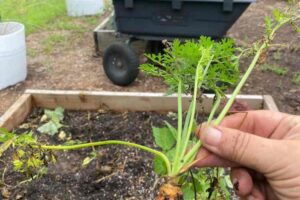 What’s the best fertilizer for carrots?