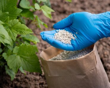 Alternative Fertilizer Choices For Organic Gardening