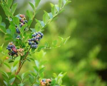 Are blueberries difficult to grow?