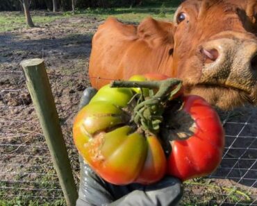 Can Cows Eat Tomato Plants?