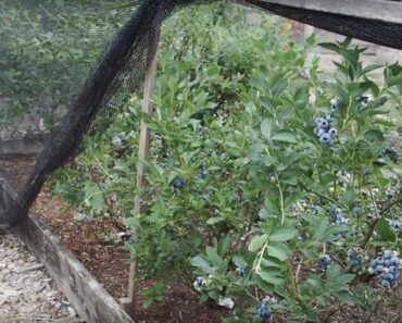 Do you need two blueberry bushes to produce fruit?