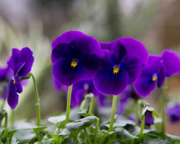 How and when to plant winter pansies