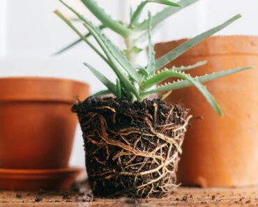 How Often Should You Repot Plants?