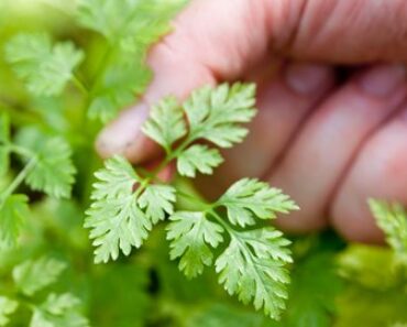 How to grow chervil